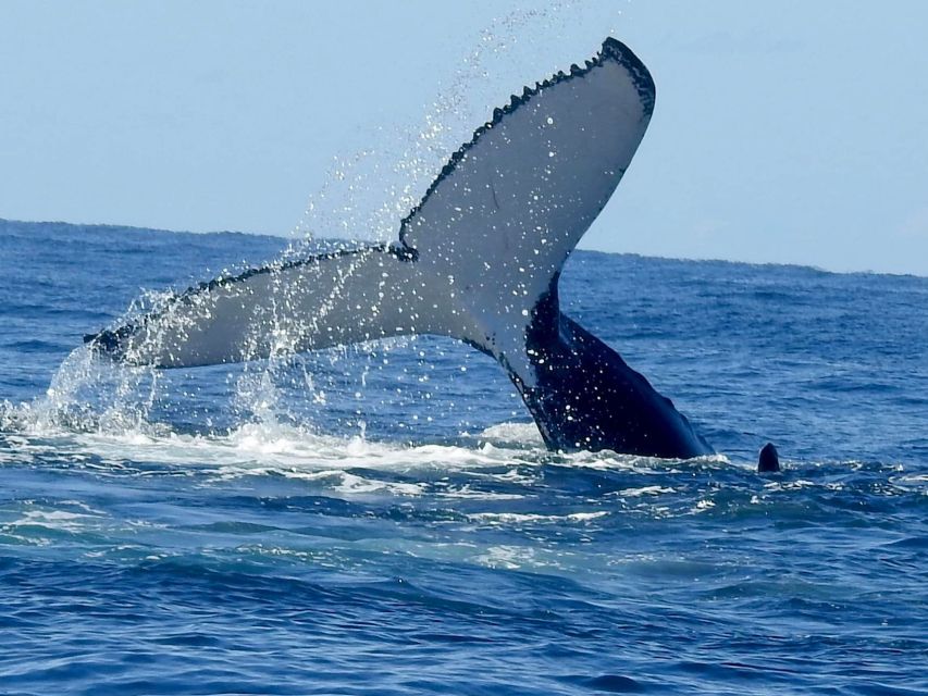 Gold Coast Whale Experience - Who will get the most from this cruise