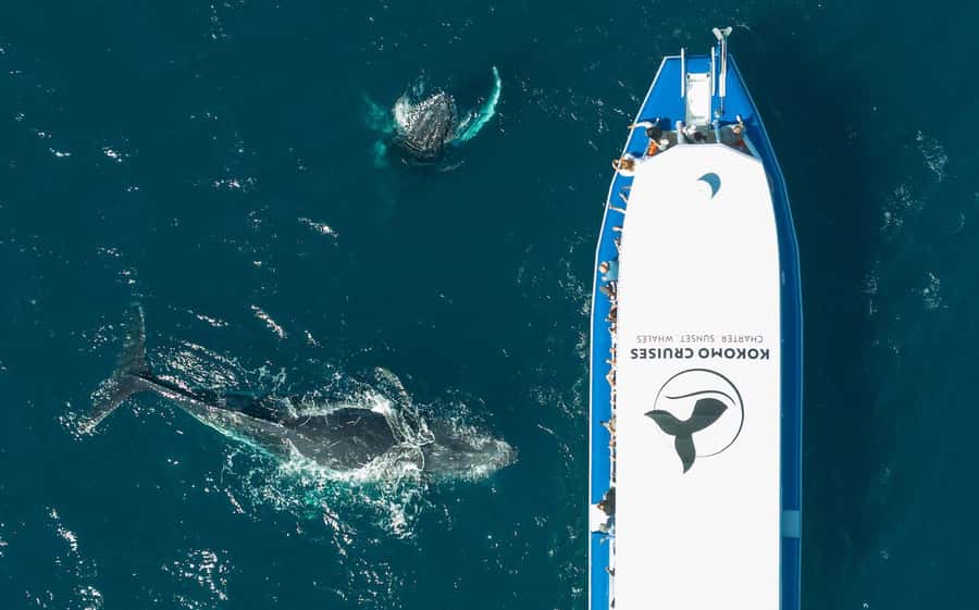 Gold Coast Whale Experience - The 20-minute run to the Whale Highway