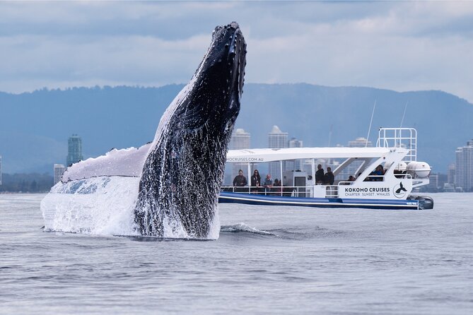 Gold Coast Whale Watching Cruise - Key points to know before booking