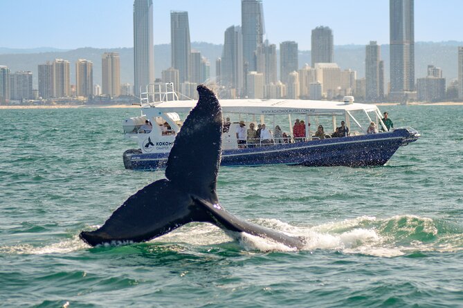 Gold Coast Whale Watching Cruise - Commentary from Nick, Nic, Fran, and the crew