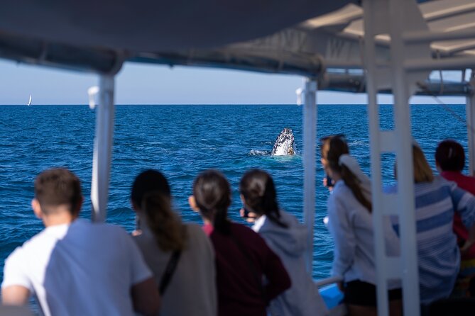 Gold Coast Whale Watching Cruise - Dolphins, calves, and other possible bonuses