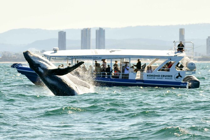 Gold Coast Whale Watching Cruise - What happens when whales appear