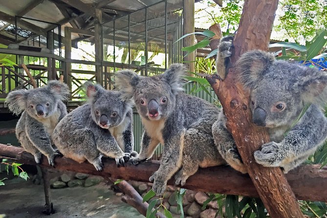 Grand Kuranda including Skyrail and Kuranda Scenic Railway - The Australian Butterfly Sanctuary is the gentlest stop