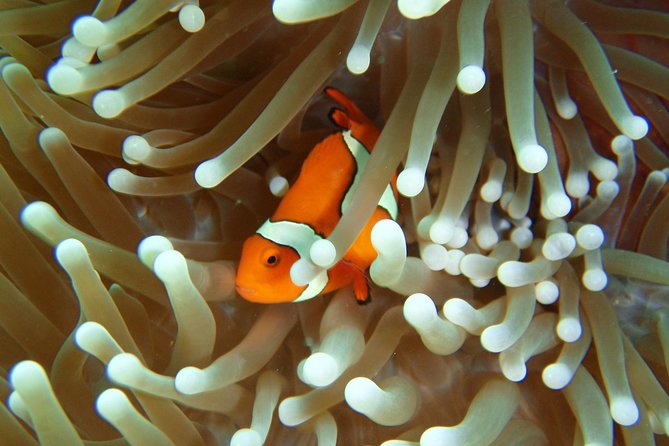 Great Barrier Reef Cruise from Townsville or Magnetic Island - An introductory scuba session at Lodestone Reef