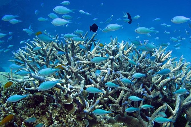 Great Barrier Reef Cruise from Townsville or Magnetic Island - Lunch, reef talks, and the return trip