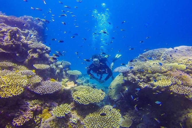 Great Barrier Reef Cruise from Townsville or Magnetic Island - Is the $275.42 price good value?