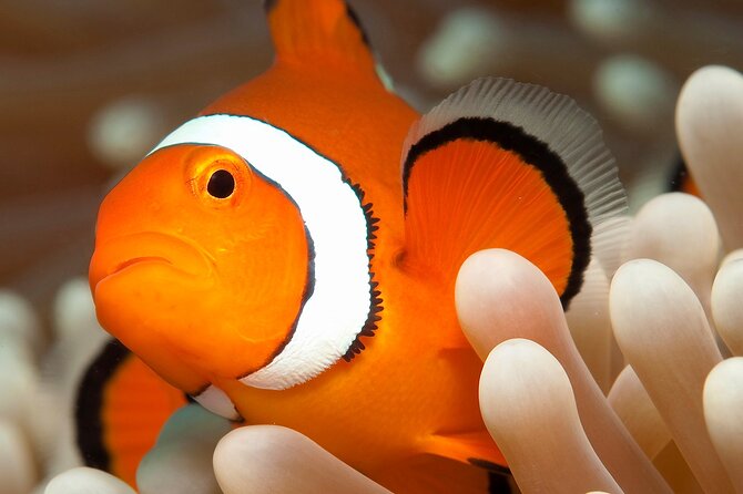 Great Barrier Reef Full Day Tour from Cairns - What the crew does well