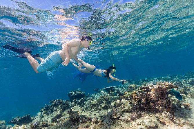 Great Barrier Reef Snorkeling and Diving Cruise from Cairns - Hastings Reef and the Second Water Session