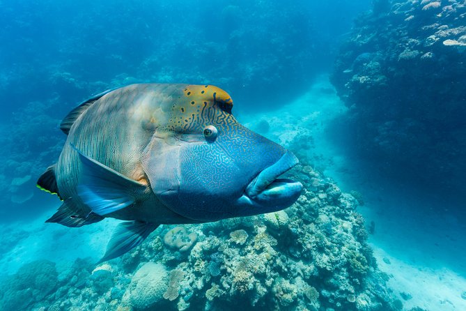 Great Barrier Reef Snorkeling and Diving Cruise from Cairns - The Helicopter Option at Hastings Reef
