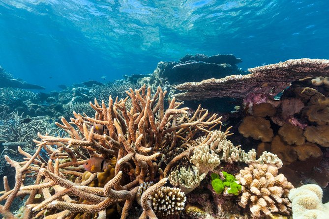 Great Barrier Reef Snorkeling and Diving Cruise from Cairns - The Return Trip with Wine and Music