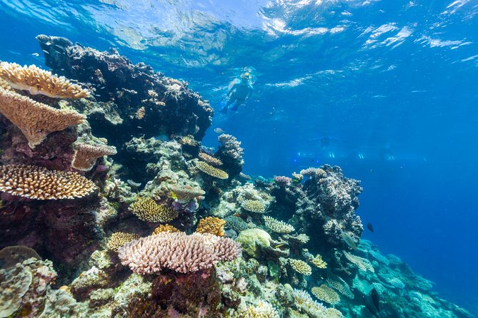 Great Barrier Reef Snorkeling and Diving Cruise from Cairns - Comfort, Safety, and Group Size