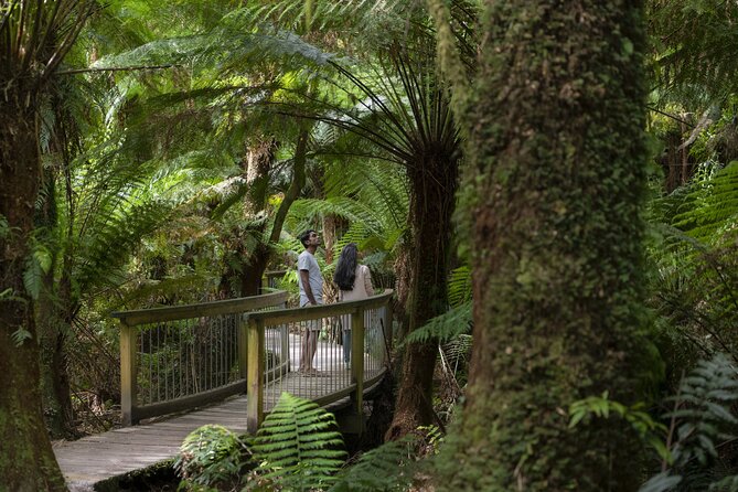 Great Ocean Road, 12 Apostles, Loch Ard Gorge & lunch - Melbourne - Wildlife without a zoo enclosure