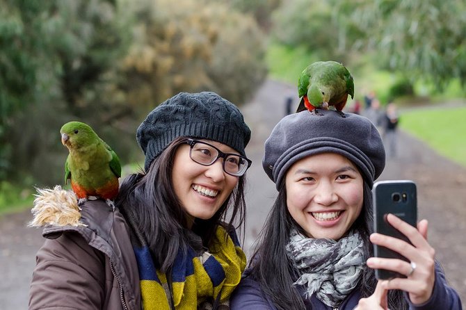 Great Ocean Road, 12 Apostles, Rainforest & Morning Tea-Melbourne - Great Otway National Park and the rainforest walk
