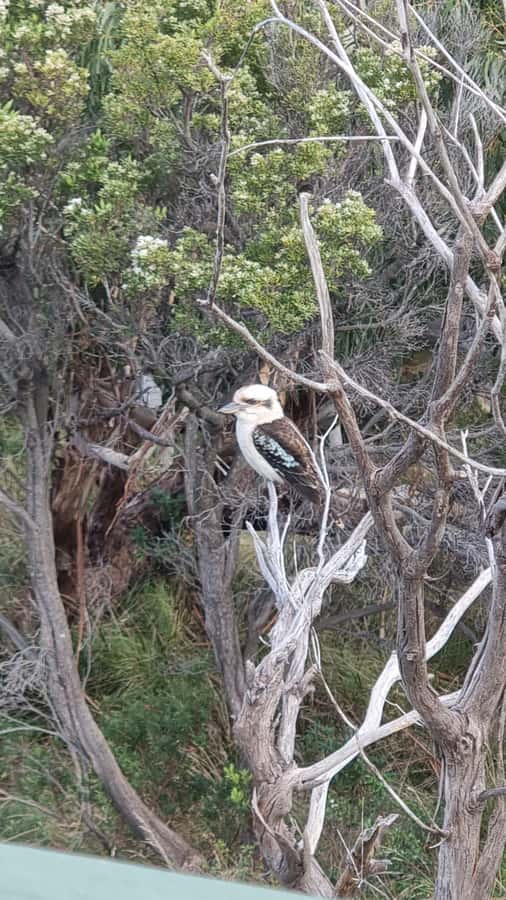 Great Ocean Road Lux Tour Max 11 Hotel Pickup - Wildlife near Anglesea
