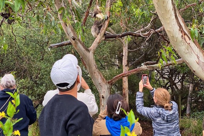 Great Ocean Road Small-Group Eco Tour from Melbourne - Apollo Bay provides a needed midday pause