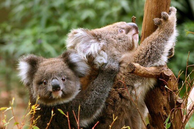 Great Ocean Road Small-Group Eco Tour from Melbourne - Maits Rest changes sea views for rainforest