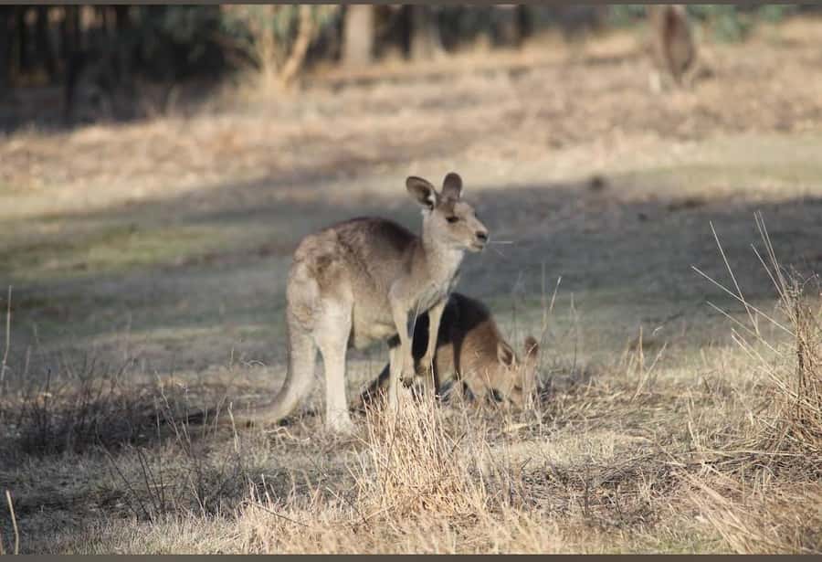 Great Ocean Road Tour PRIVATE LUXURY-FREE entry,hotel pickup - Otway rainforest brings a welcome change