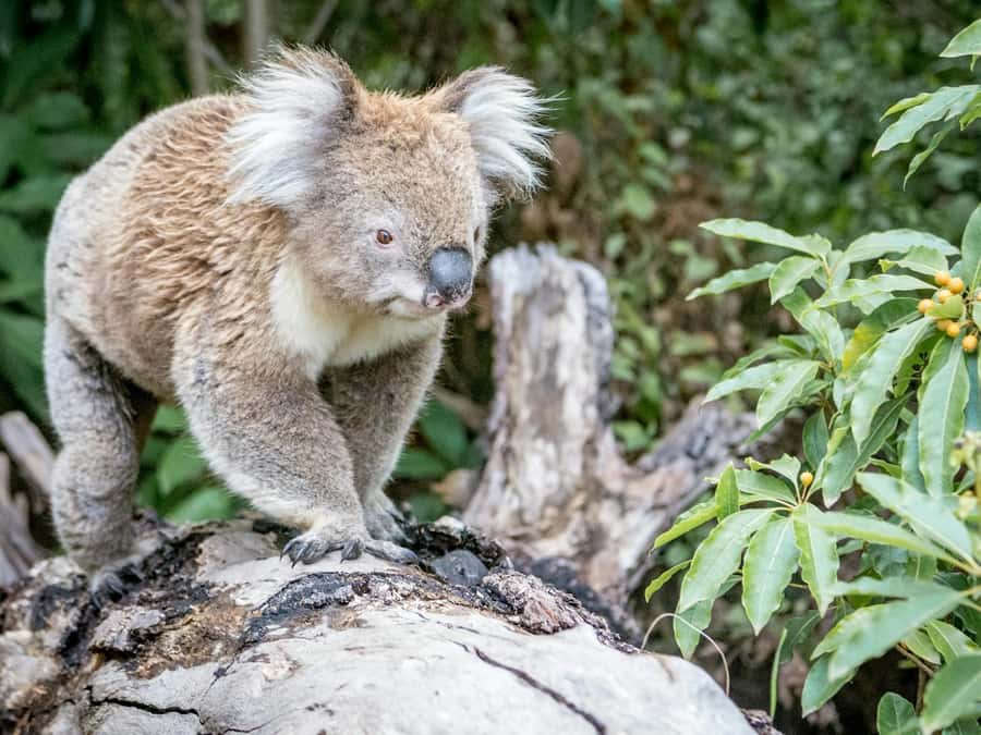 Great Ocean Road Tour PRIVATE LUXURY-FREE entry,hotel pickup - Kennet River is your best wildlife chance