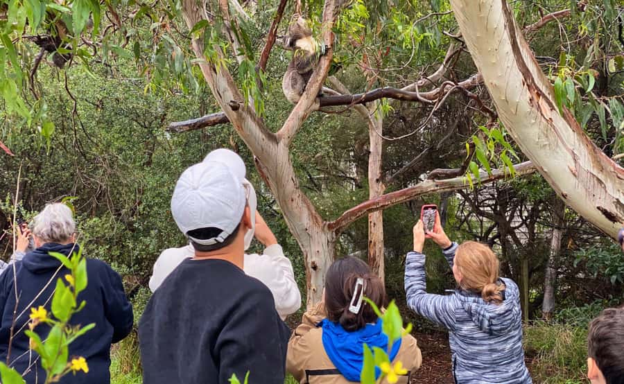 Great Ocean Road Tour w/ Deluxe Minibus & Top-Rated Guide - Apollo Bay gives the day a useful pause