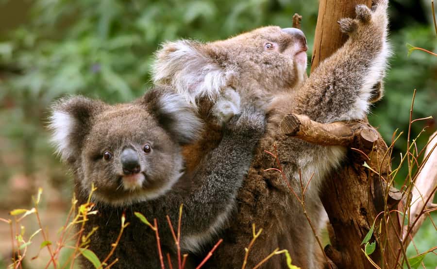 Great Ocean Road Tour w/ Deluxe Minibus & Top-Rated Guide - Maits Rest and the Great Otway forest