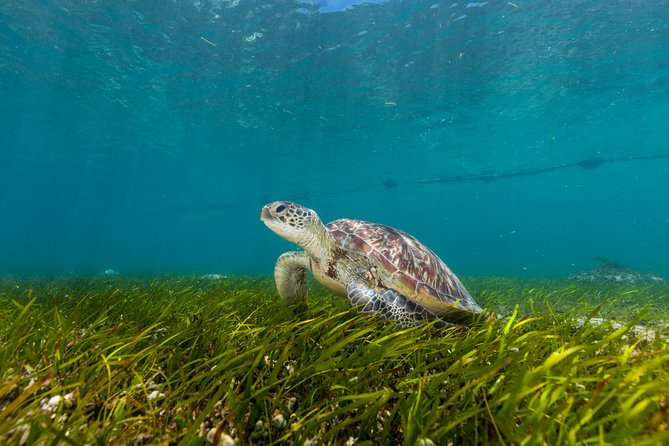Green Island Day Trip from Cairns - Key points before you book