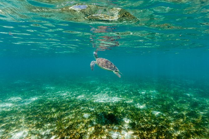 Green Island Day Trip from Cairns - The rain forest trail is an easy change of pace