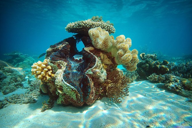 Green Island Half-Day Trip from Cairns - Why the half-day schedule feels rushed