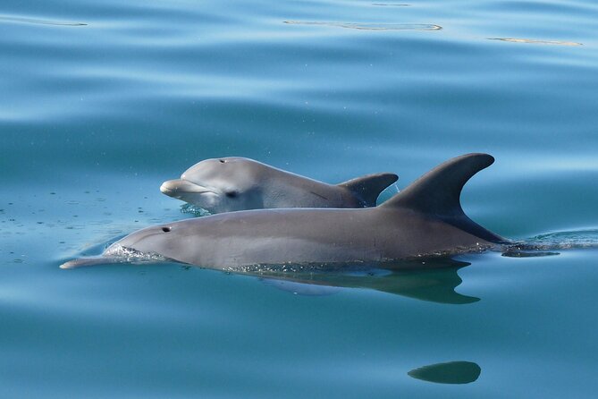Guided Dolphin Eco-Cruise in Koombana Bay - Meeting Bunbury’s dolphins in Koombana Bay