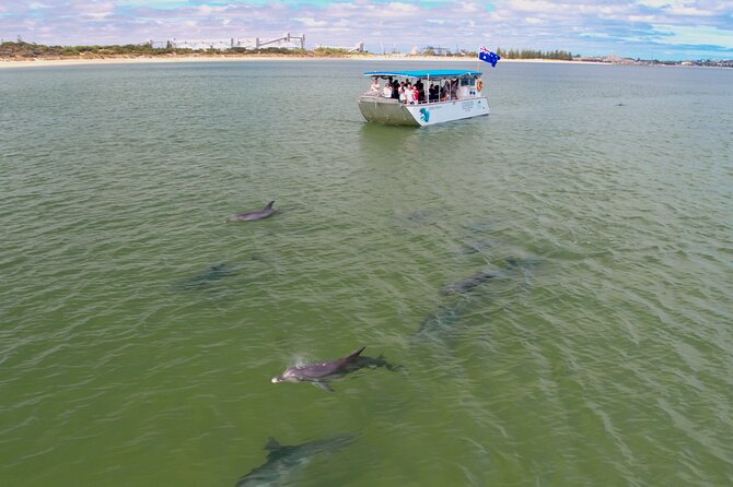Guided Dolphin Eco-Cruise in Koombana Bay - Watching wild behavior instead of a dolphin show