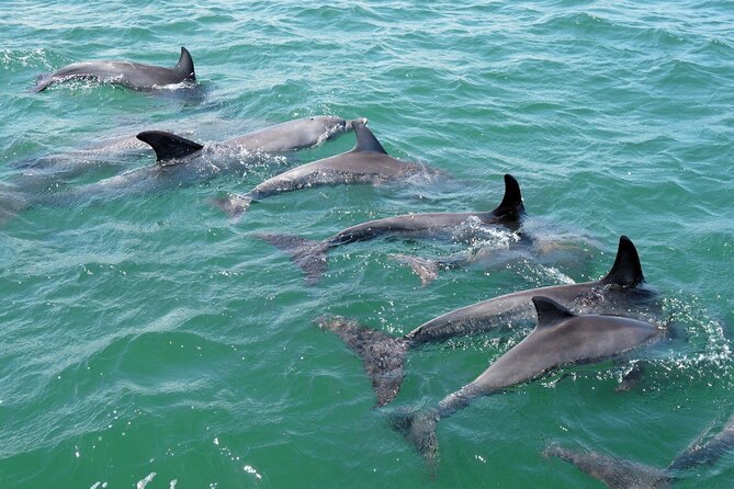 Guided Dolphin Eco-Cruise in Koombana Bay - The guide and commentary make the difference