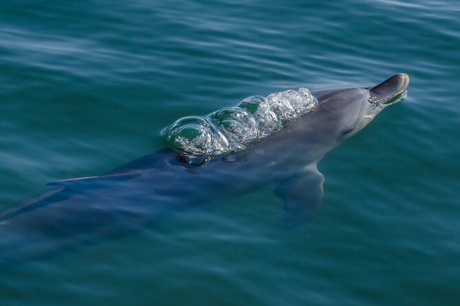 Guided Dolphin Eco-Cruise in Koombana Bay - When the short route works in your favor