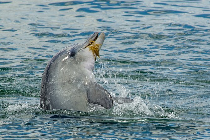 Guided Dolphin Eco-Cruise in Koombana Bay - Price, group size, and what the ticket supports