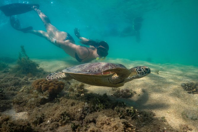 Half Day Low Isles Snorkelling Tour from Port Douglas - Coral condition and what to expect underwater
