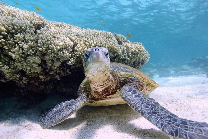 Half Day Sailing and Snorkeling Tour from Coral Bay - A captain and deckhand, not a formal reef guide