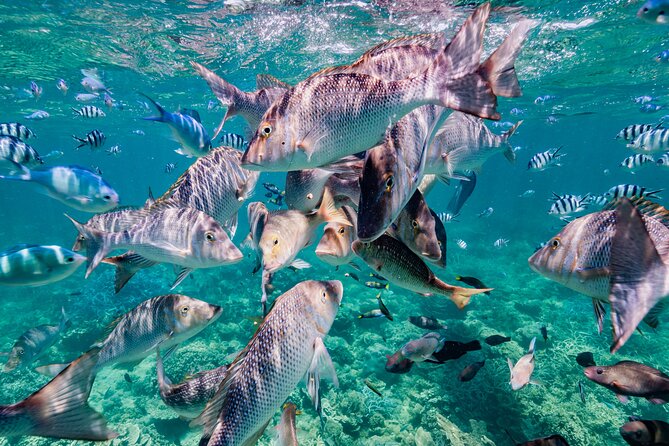 Half Day Sailing and Snorkeling Tour from Coral Bay - Weather, cancellations, and timing