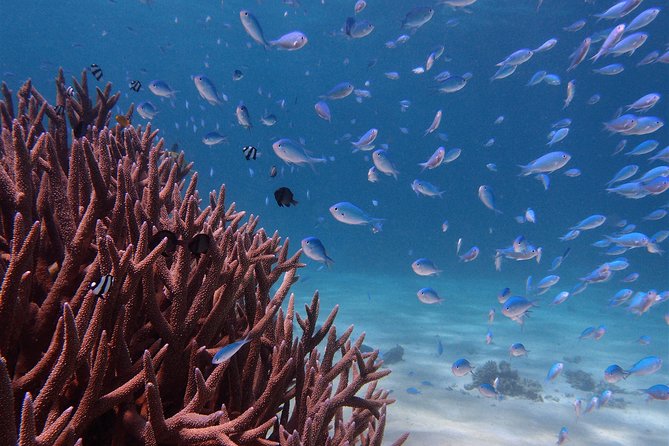 Half Day Snorkel 2.5hr Turtle Tour on the Ningaloo Reef, Exmouth - What makes this Exmouth snorkel worthwhile
