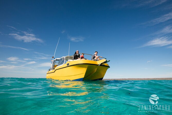 Half Day Snorkel 2.5hr Turtle Tour on the Ningaloo Reef, Exmouth - The turtle search and what else you may see