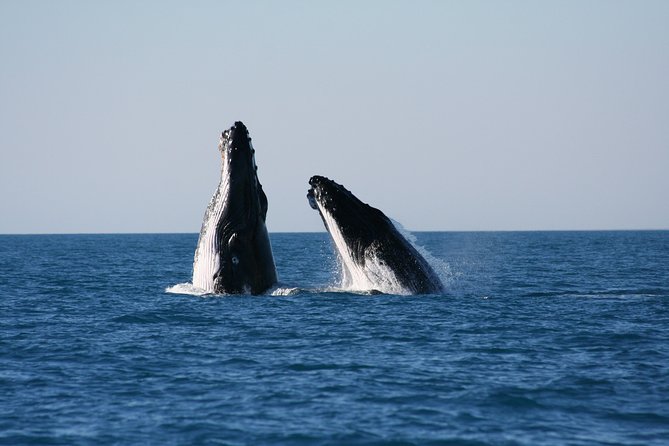 Half-Day Whale Watching Sunset Cruise from Broome - Why Broome is a strong place for whale watching
