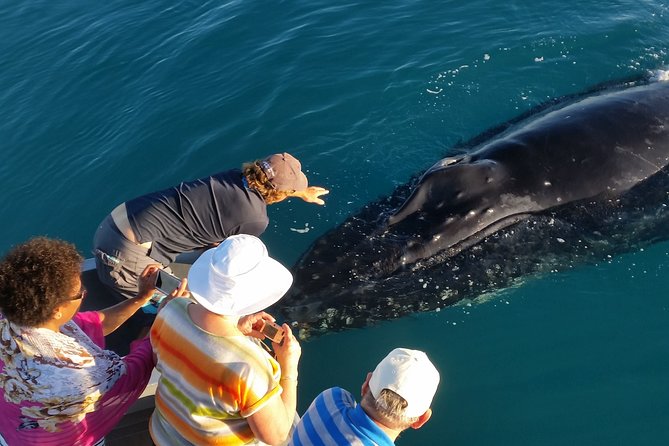 Half-Day Whale Watching Sunset Cruise from Broome - Boom-net swimming on the way home