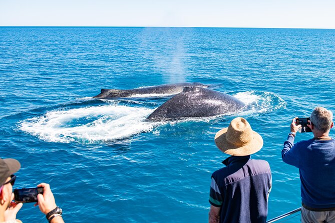Half-Day Whale Watching Sunset Cruise from Broome - What the price of $125.77 includes