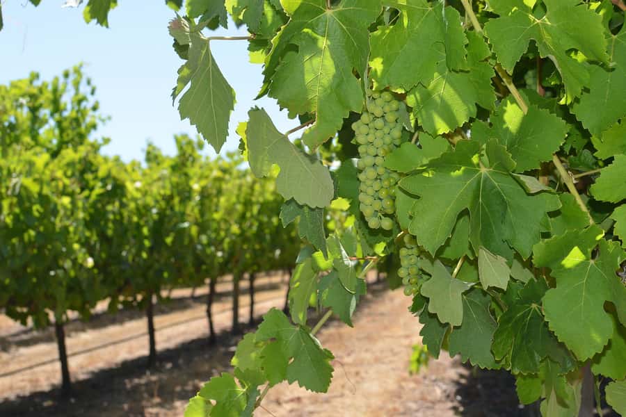 Half day Wine and Sights Discovery Tour Busselton - Scenic Caves Road into wine country