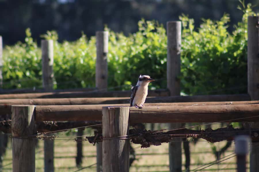 Half day Wine and Sights Discovery Tour Busselton - Timing, clothing and booking flexibility
