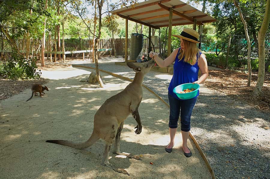 Hartley's Crocodile Adventures: Zootastic 5 + Entry Ticket - The koala meeting is the heart of the hour