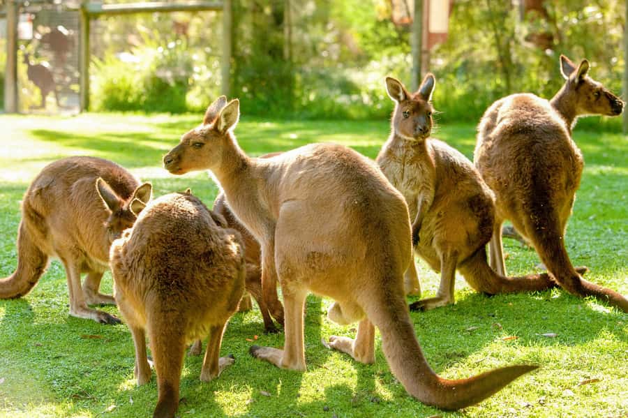 Healesville Sanctuary: General Admission Ticket - Koala Forest and the search for sleepy faces