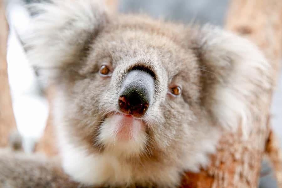 Healesville Sanctuary: General Admission Ticket - Kangaroo Country brings the classic Australian scene