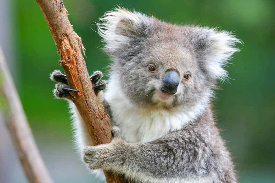 Healesville Sanctuary: General Admission Ticket - Platypus, dingoes and emus add variety
