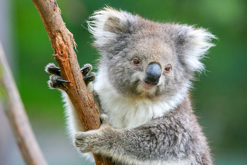 Healesville Sanctuary: General Admission Ticket - What the $37 admission includes