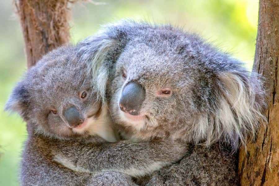 Healesville Sanctuary: General Admission Ticket - Start with a map and a realistic plan