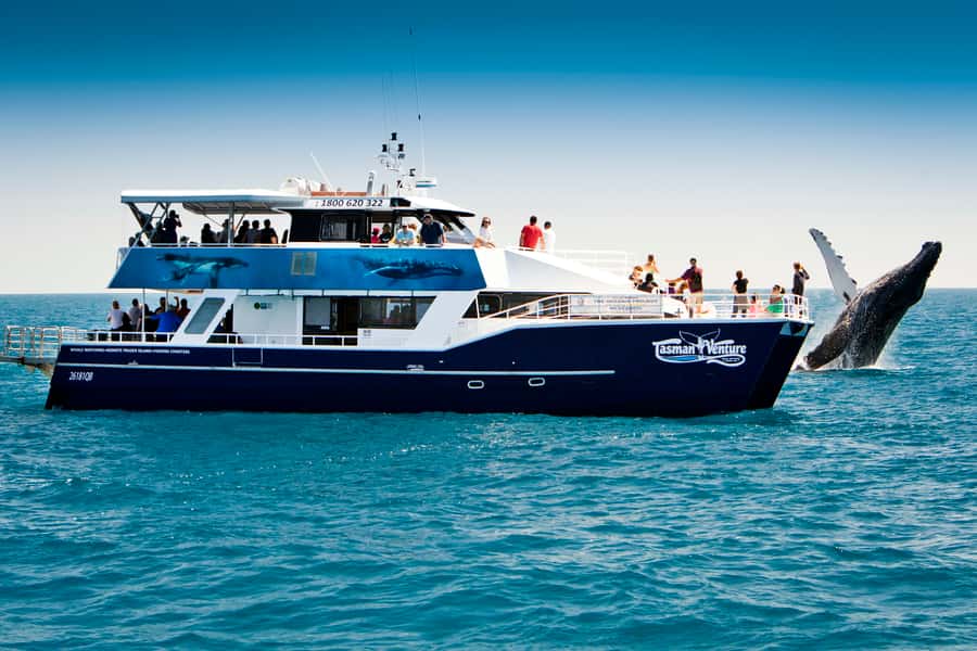 Hervey Bay 4-Hour Whale Watch Encounter - Key points at a glance