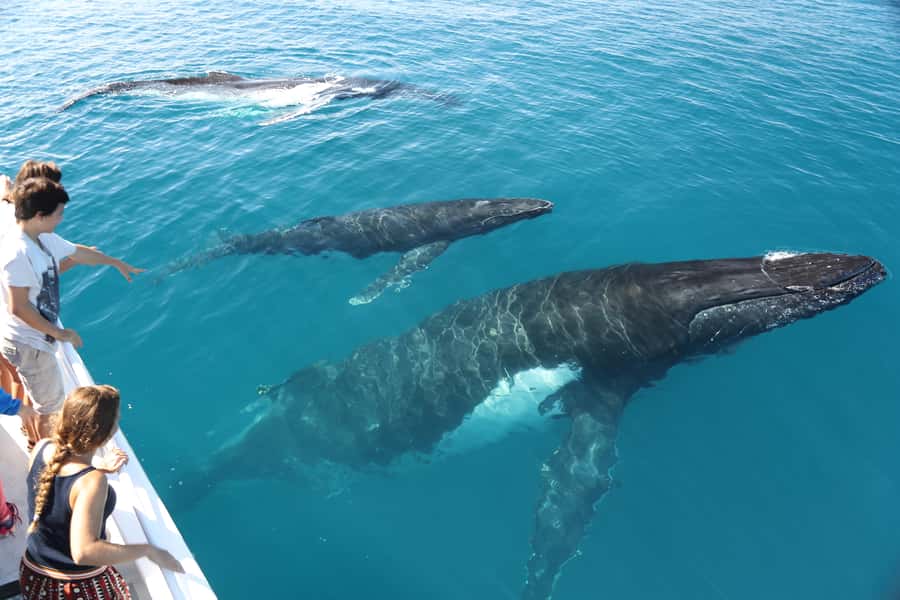 Hervey Bay 4-Hour Whale Watch Encounter - Is $109 good value for four hours?
